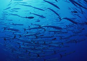 鹿児島県薩摩川内市のビジネスホテル：「東横INN薩摩川内駅東口」の魅力と詳細情報